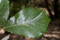 Quercus candicans image