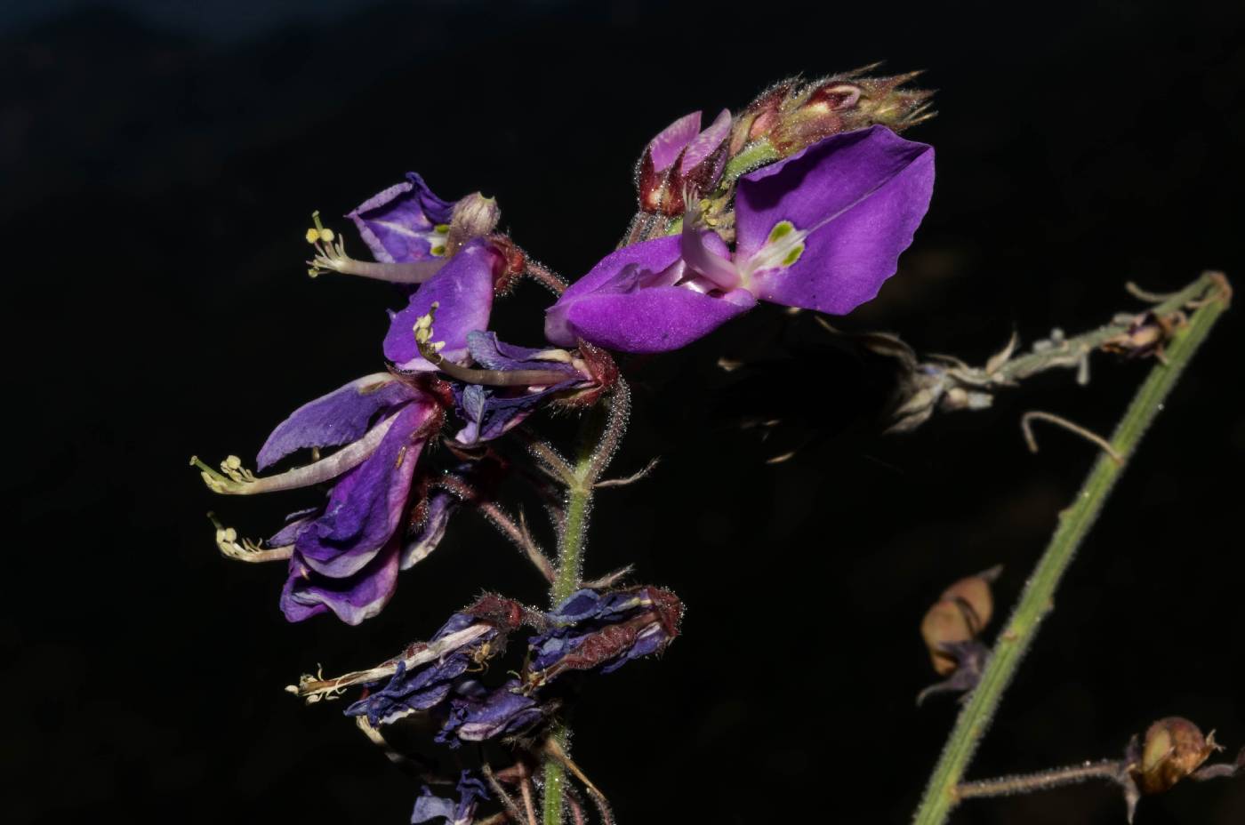 Desmodium bellum image