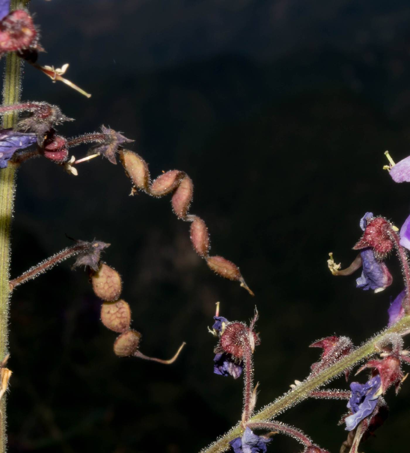 Desmodium bellum image