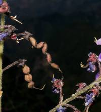 Desmodium bellum image