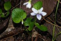 Viola grahamii image