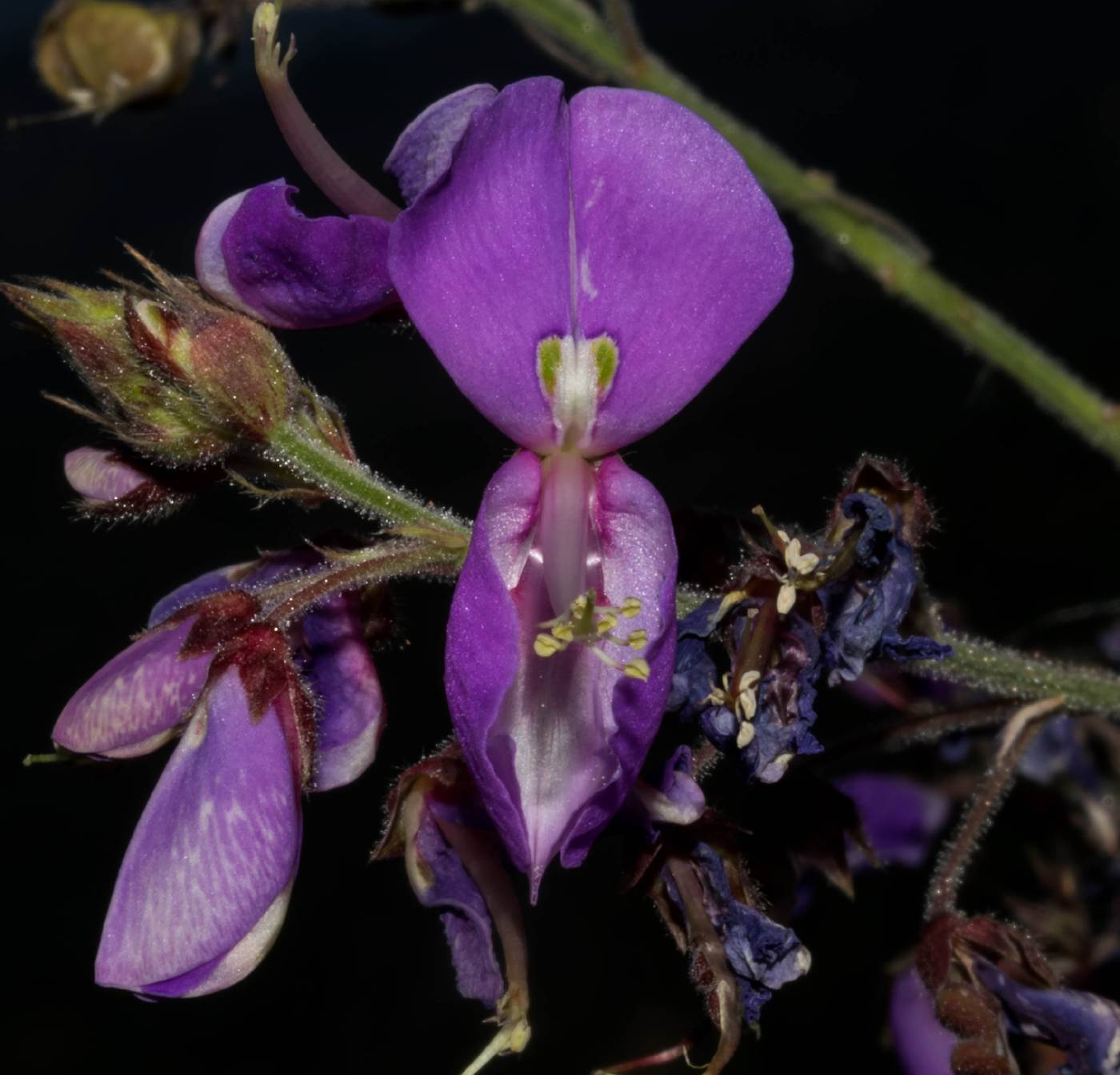 Desmodium bellum image