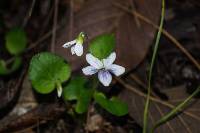 Viola grahamii image