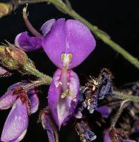 Desmodium bellum image