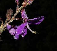 Desmodium bellum image