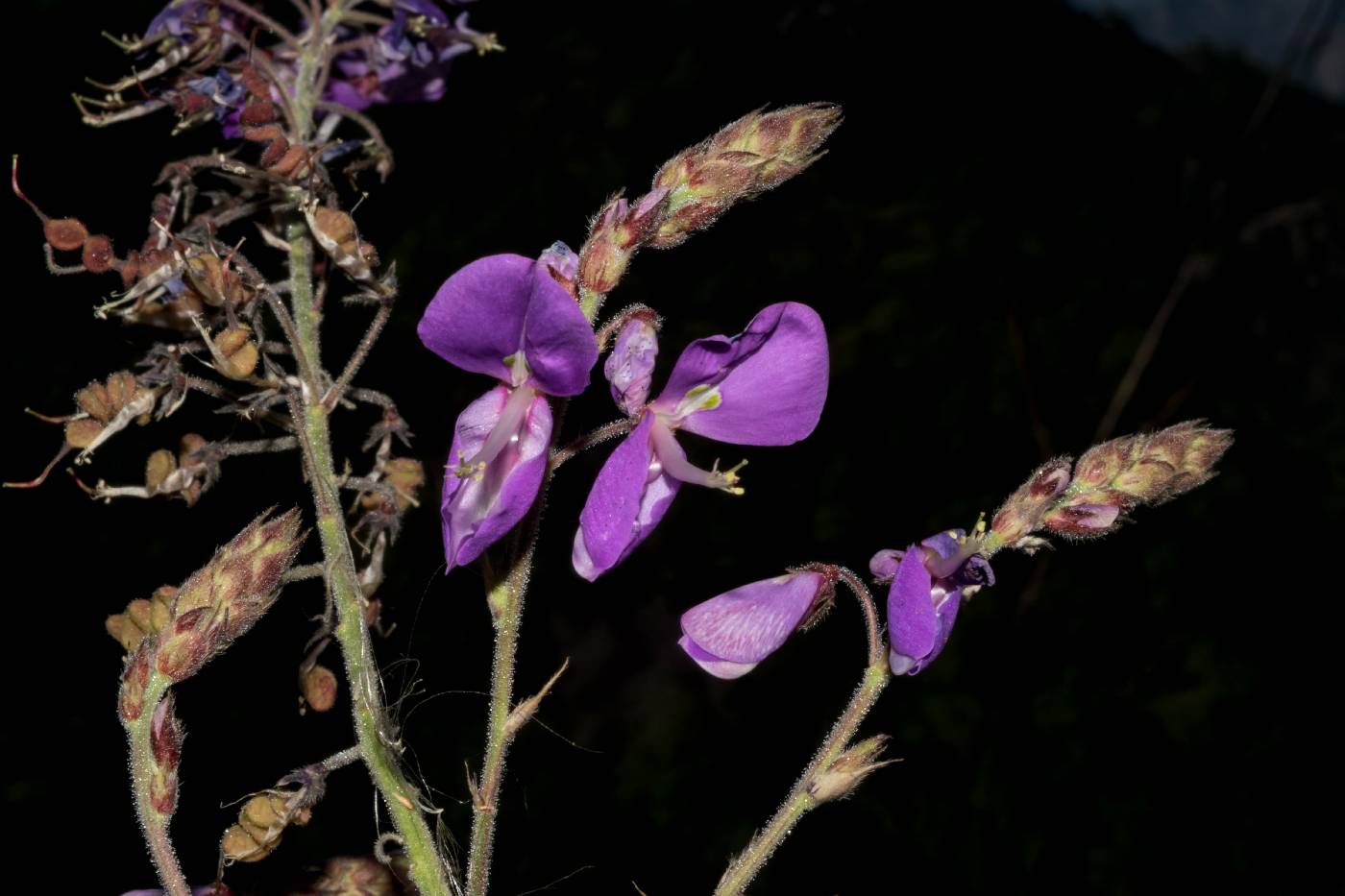 Desmodium bellum image