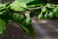 Solanum nigricans image