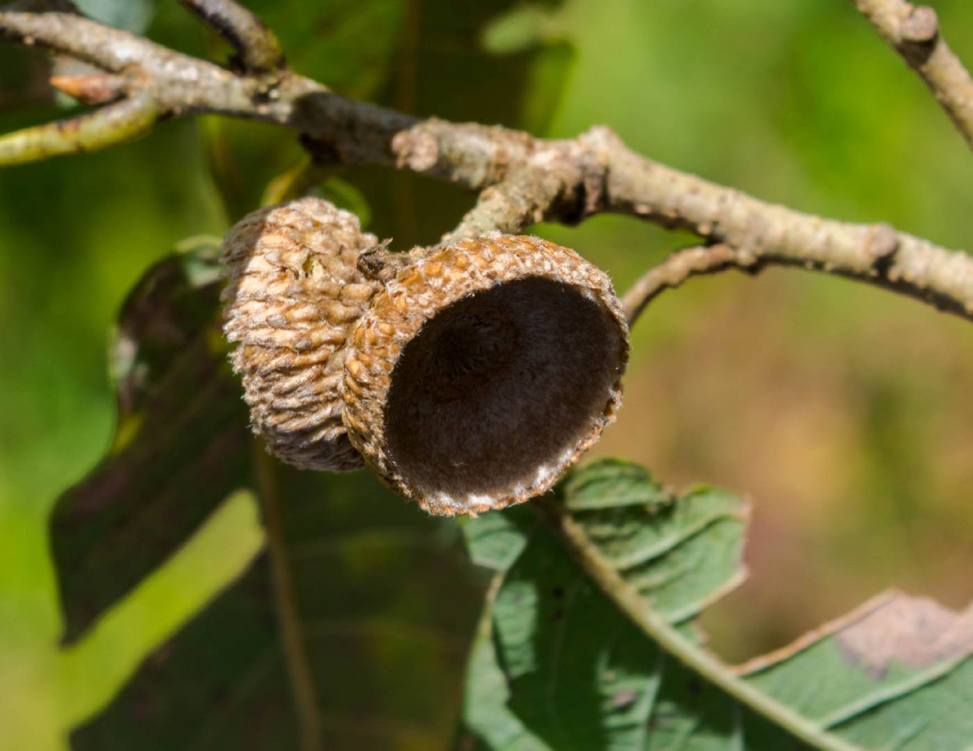 Quercus splendens image