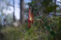 Gentiana mirandae image