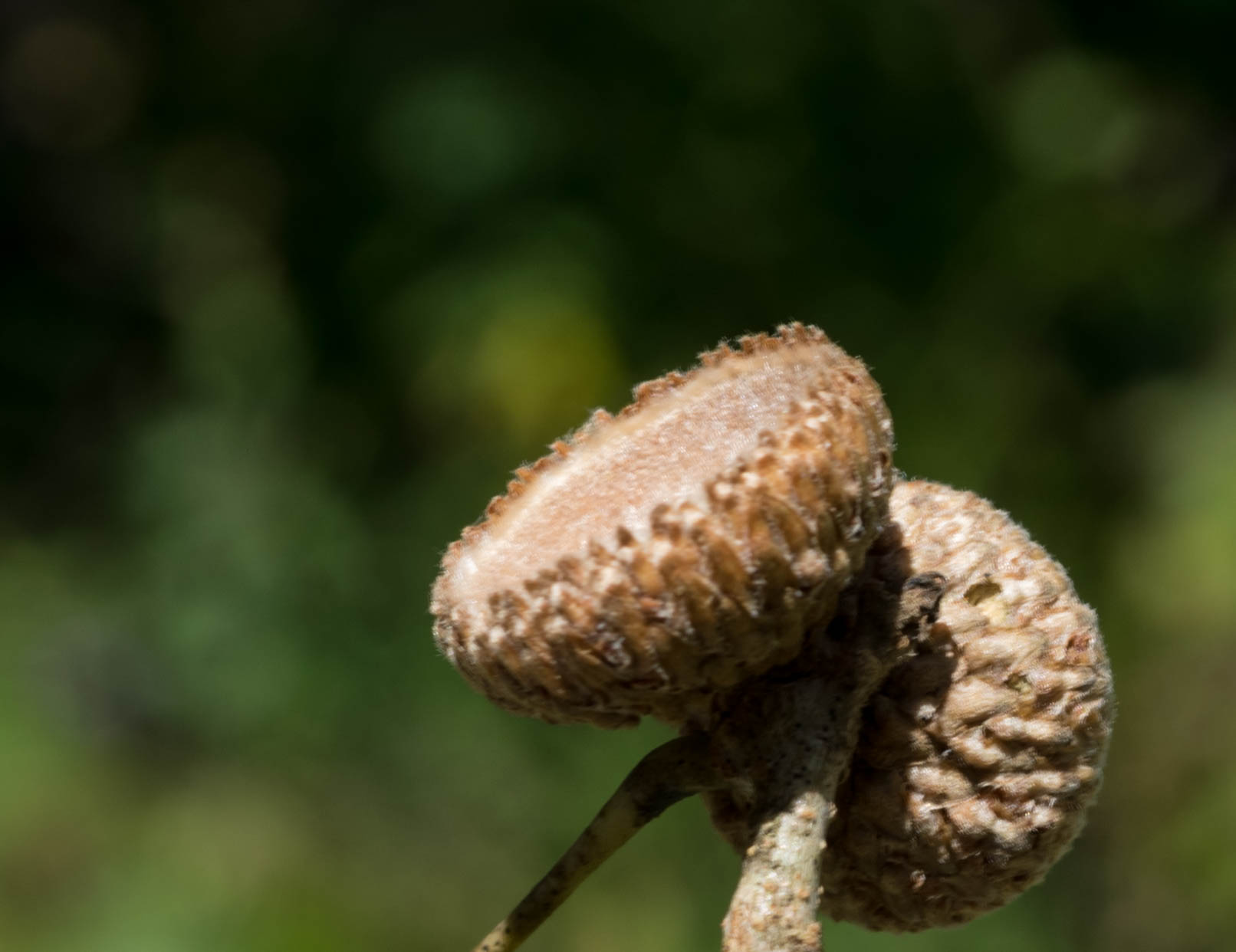 Quercus splendens image