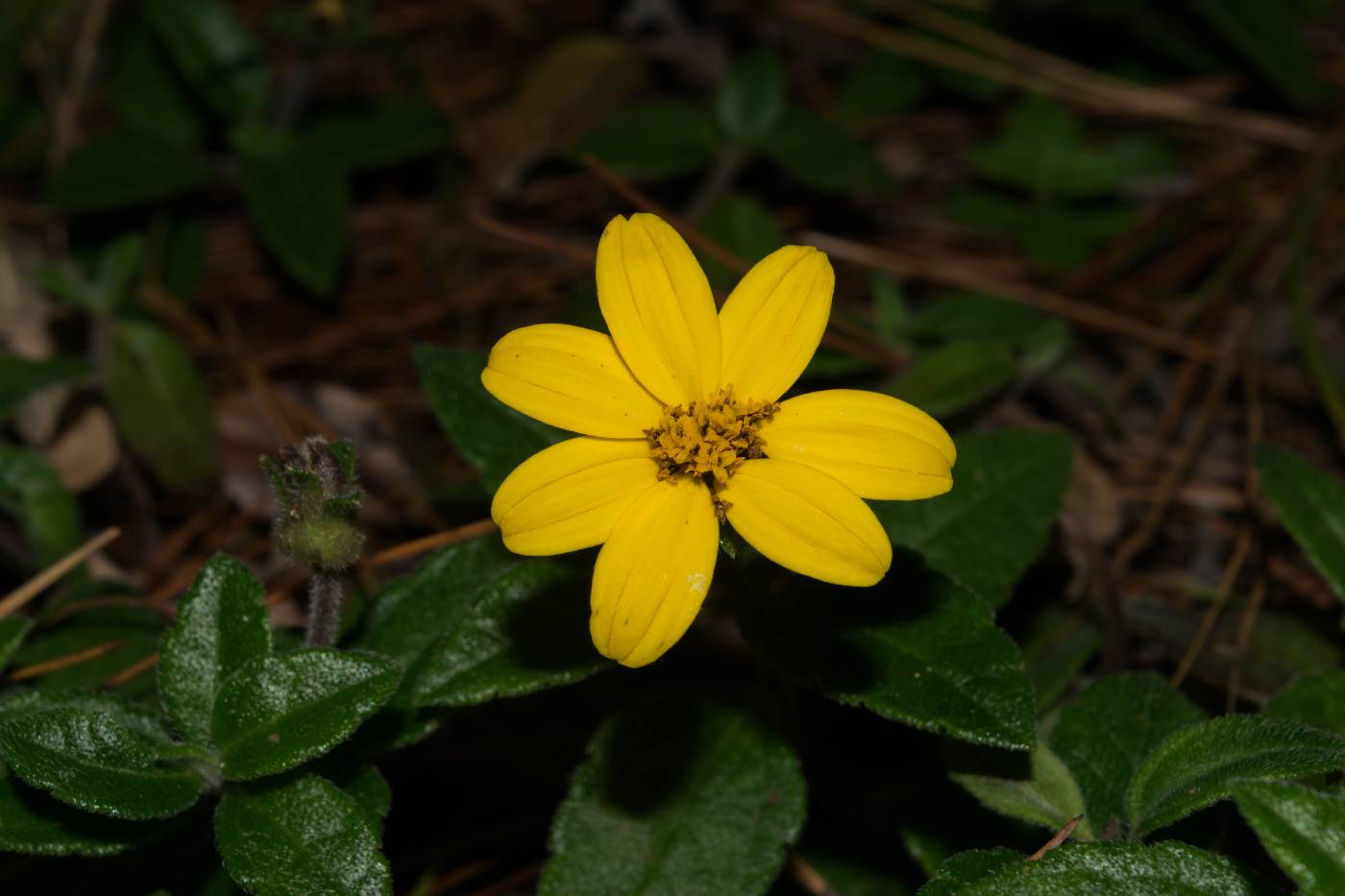 Wedelia mexicana image