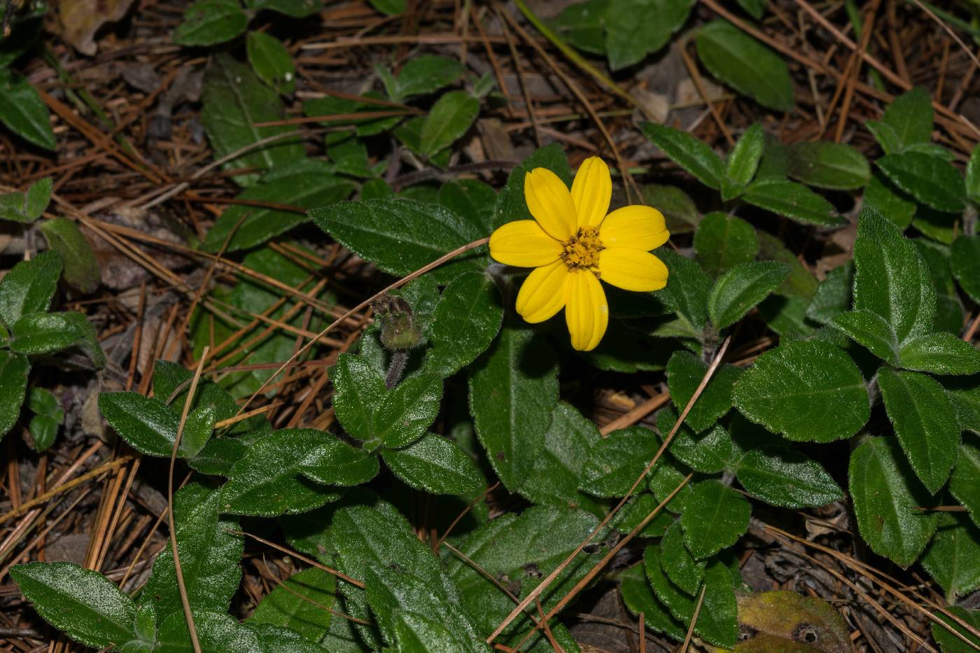 Wedelia mexicana image