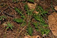 Pedicularis glabra image