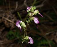 Pedicularis glabra image