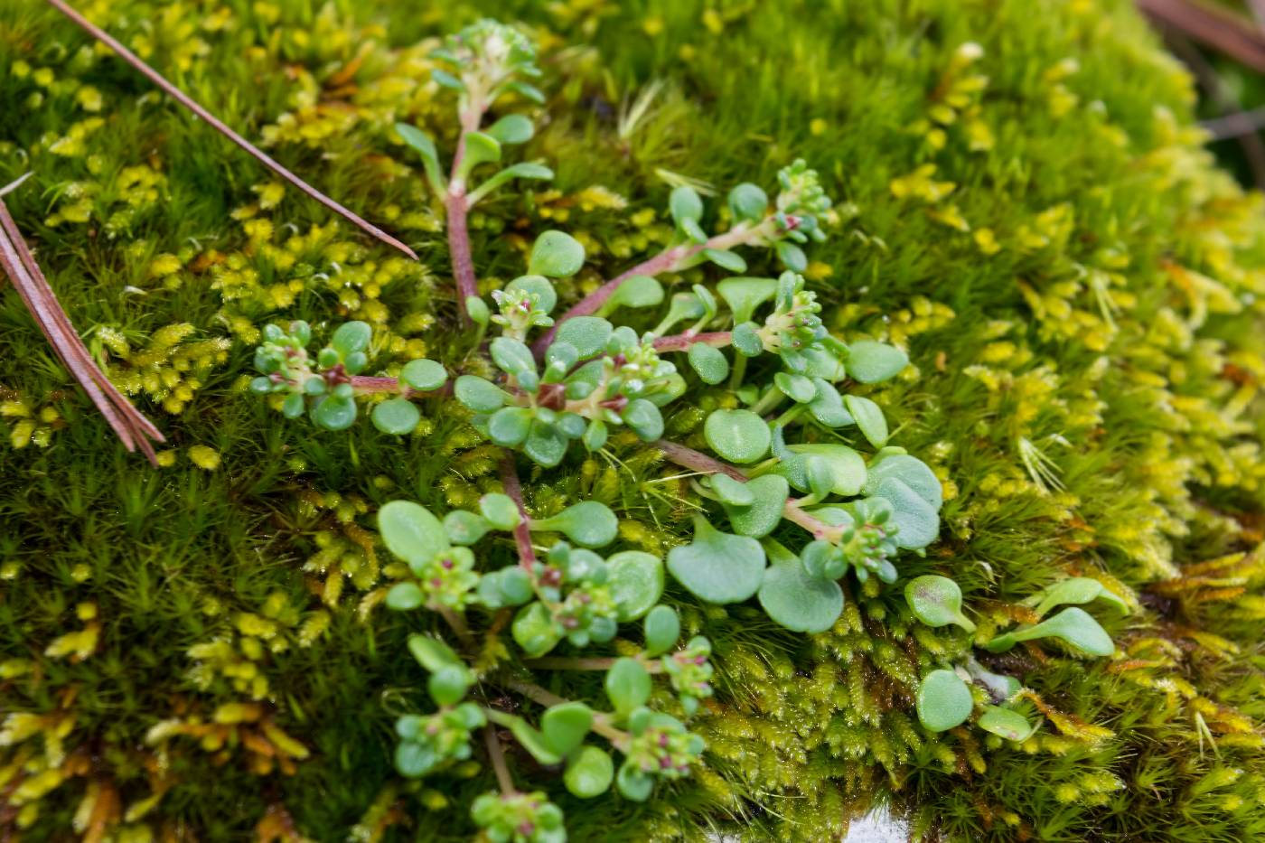Sedum quadripetalum image