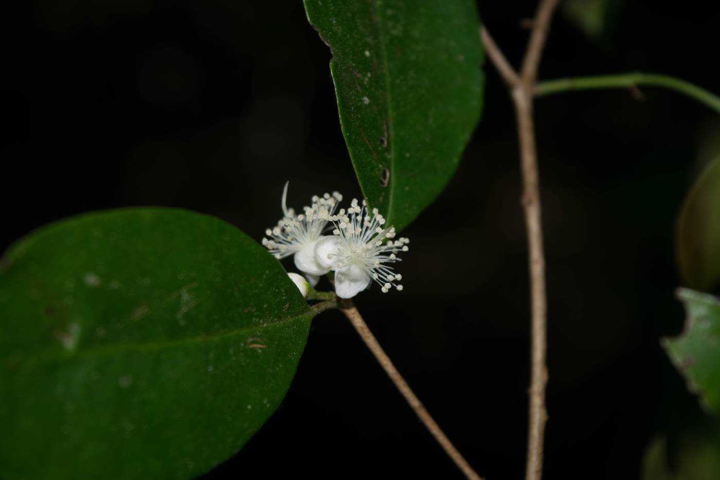 Eugenia crenularis image