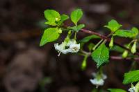 Fuchsia thymifolia image