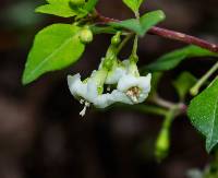 Fuchsia thymifolia image