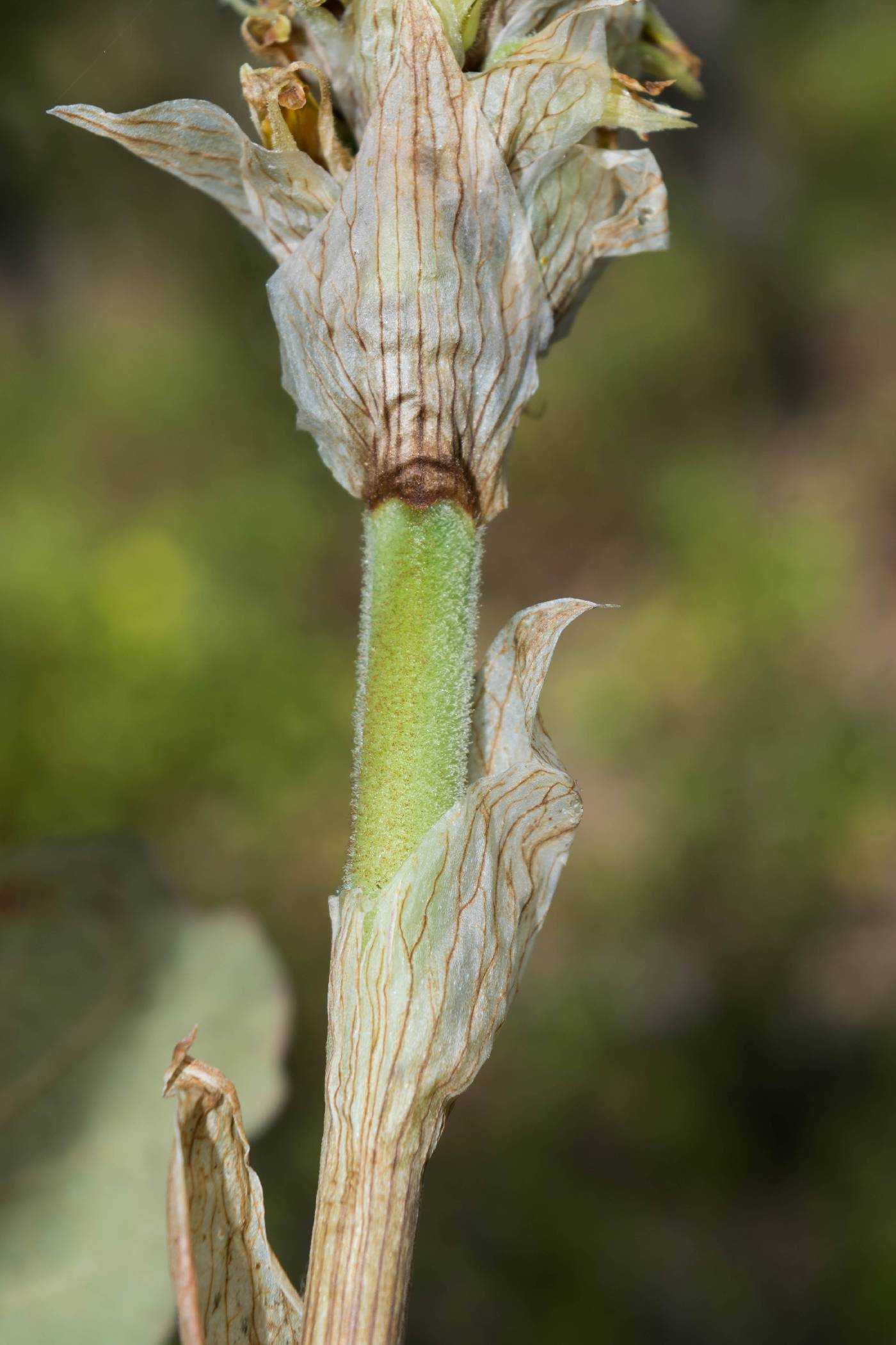 Schiedeella albovaginata image