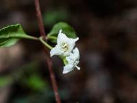 Fuchsia thymifolia image