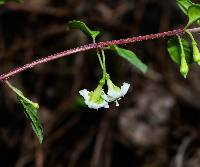 Fuchsia thymifolia image