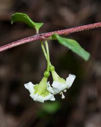 Fuchsia thymifolia image