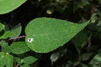 Salvia gesneriiflora image
