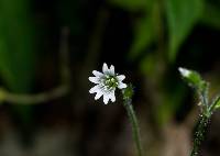 Cerastium texanum image