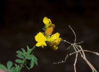 Hosackia repens image