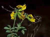 Hosackia repens image