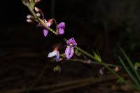 Image of Desmodium cordistipulum