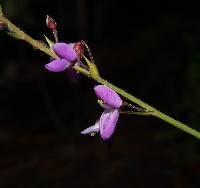 Desmodium cordistipulum image