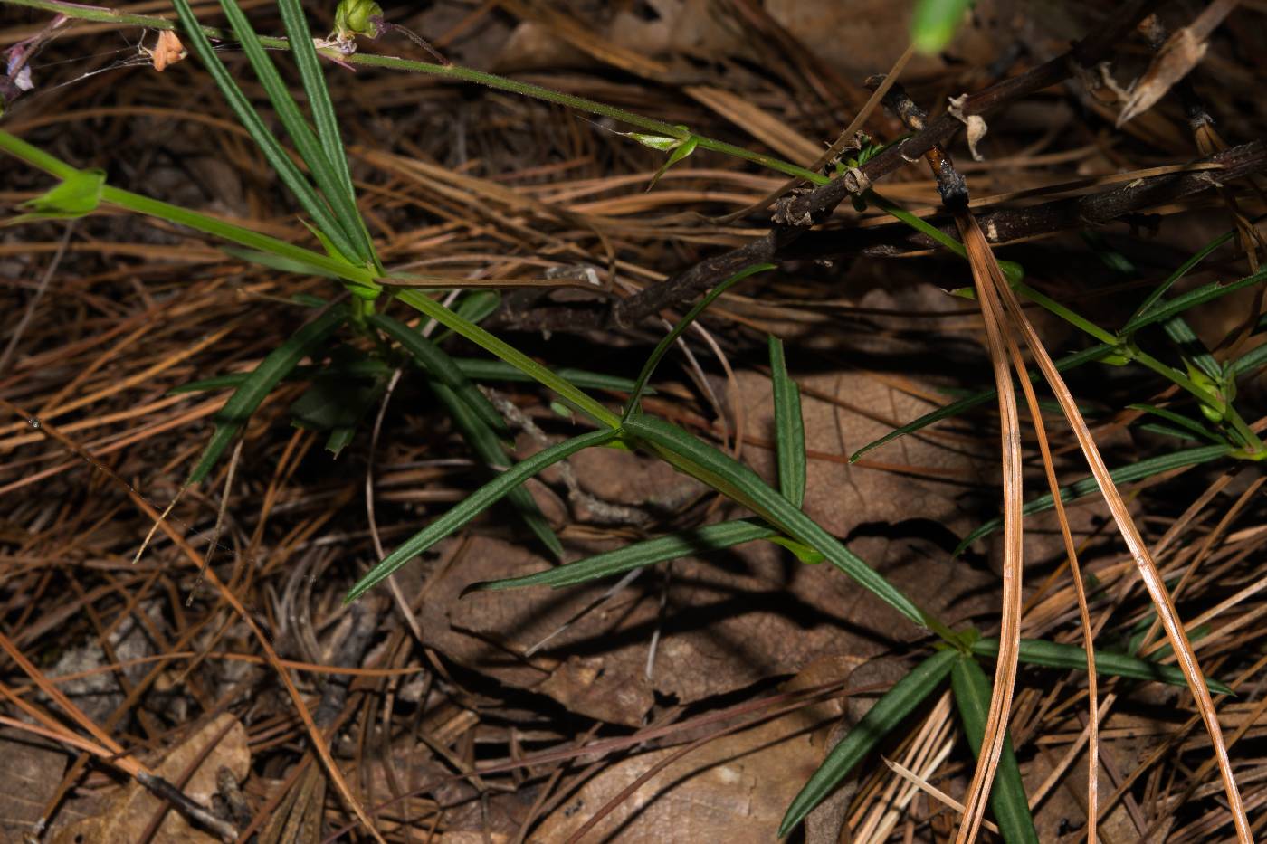 Desmodium cordistipulum image