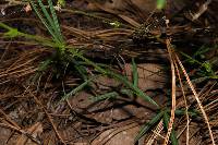 Desmodium cordistipulum image