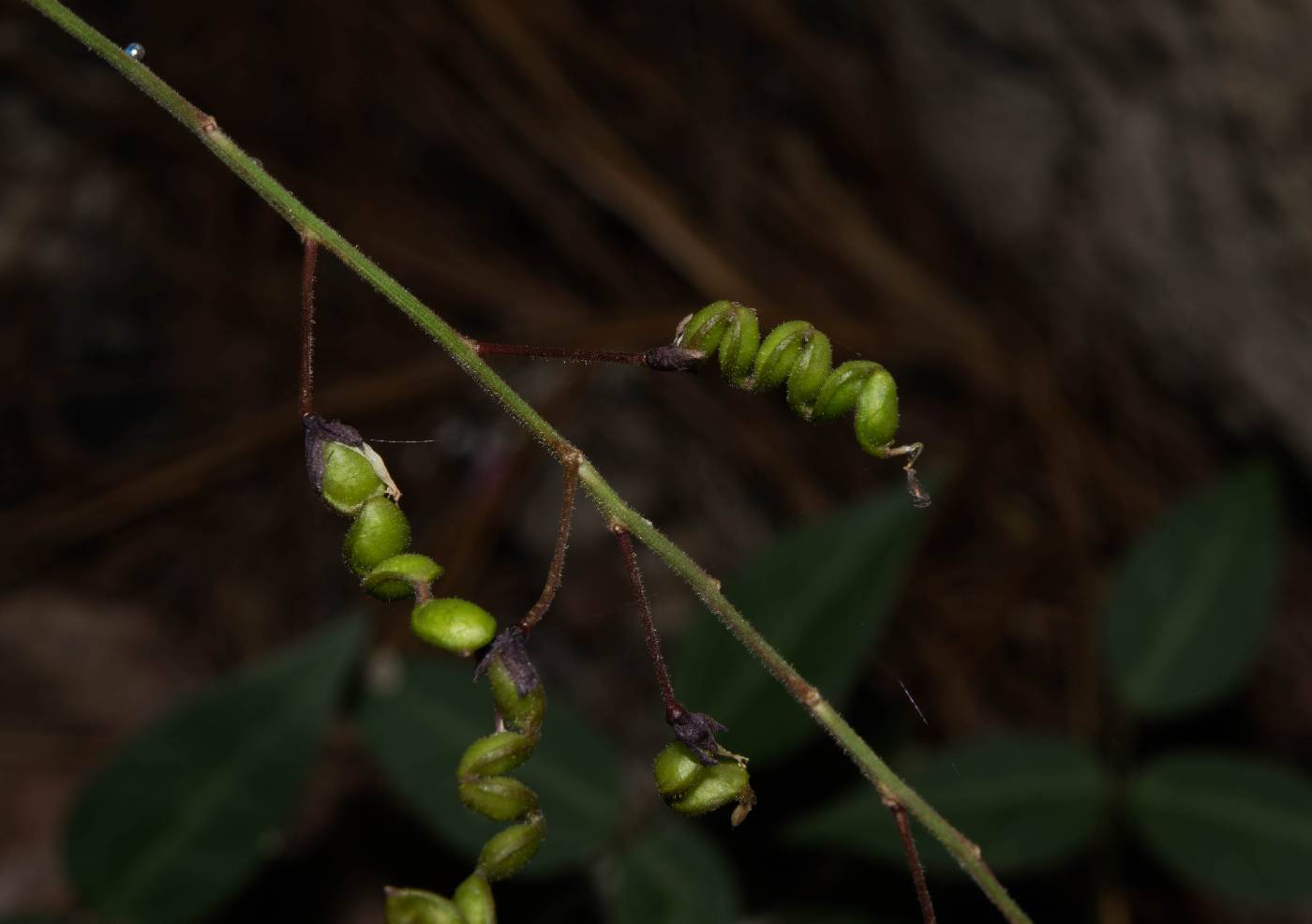 Desmodium cordistipulum image