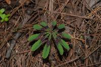 Oxalis hernandesii image