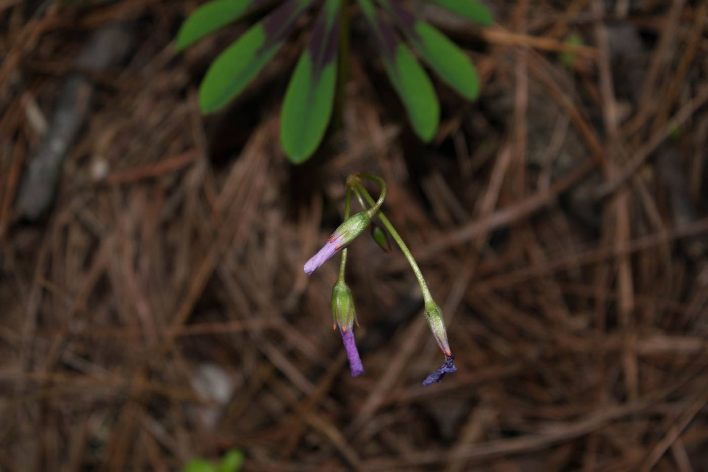 Oxalis hernandesii image