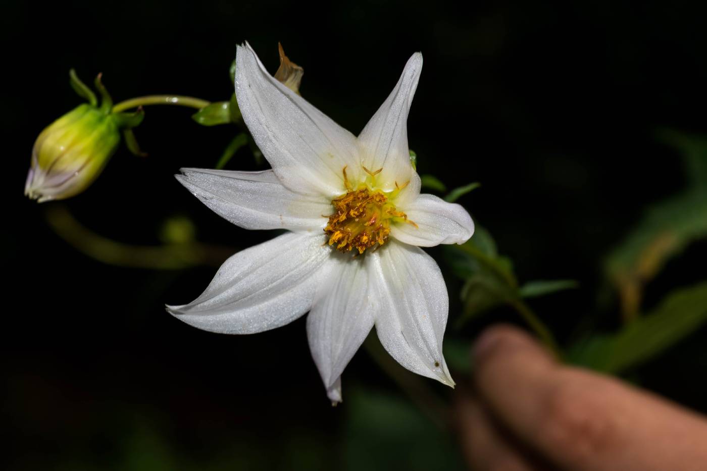 Dahlia sherffii image