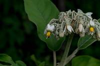 Solanum erianthum image