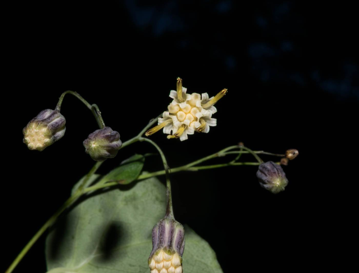 Roldana subpeltata image