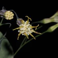 Roldana subpeltata image