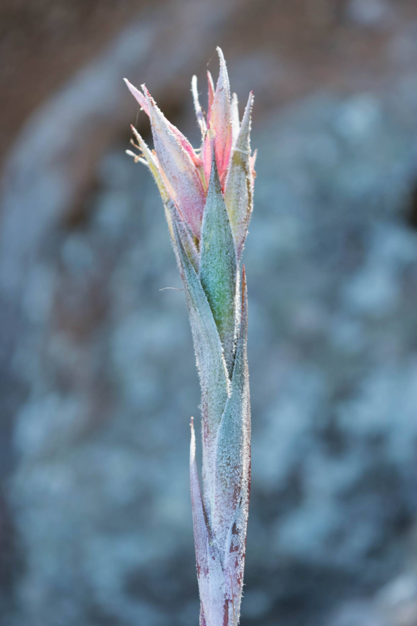 Pitcairnia robert-downsii image