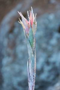 Pitcairnia robert-downsii image