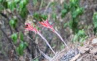 Pitcairnia robert-downsii image