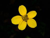 Bidens ostruthioides image