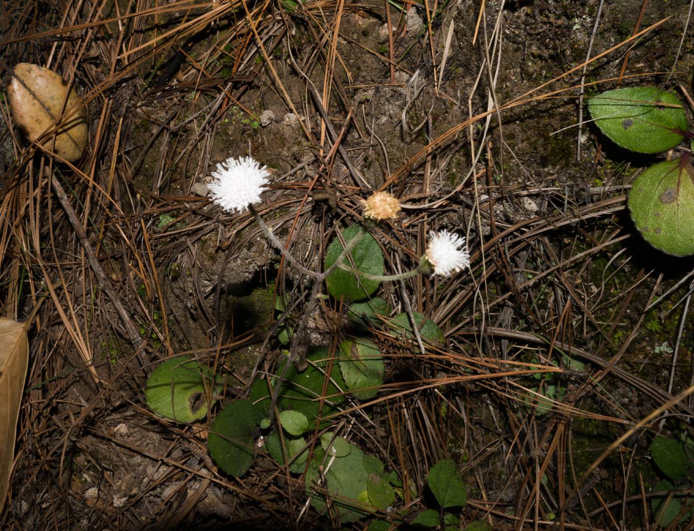 Ageratina bellidifolia image