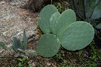 Opuntia preciadoae image