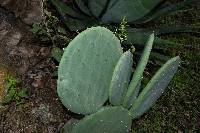 Opuntia preciadoae image