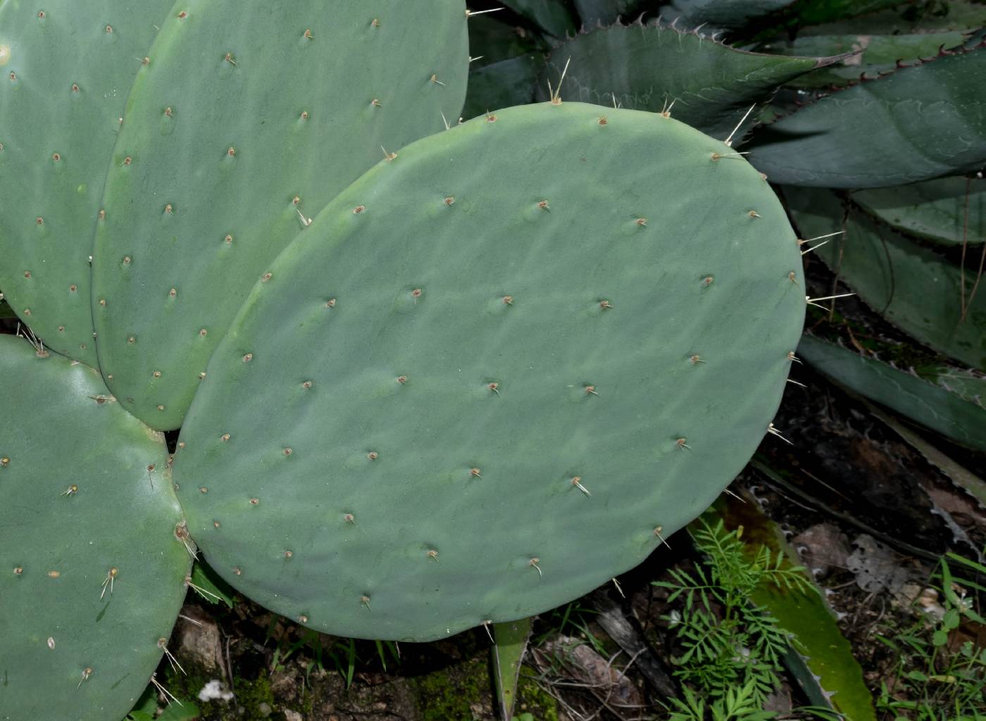 Opuntia preciadoae image