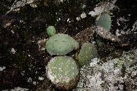 Opuntia preciadoae image